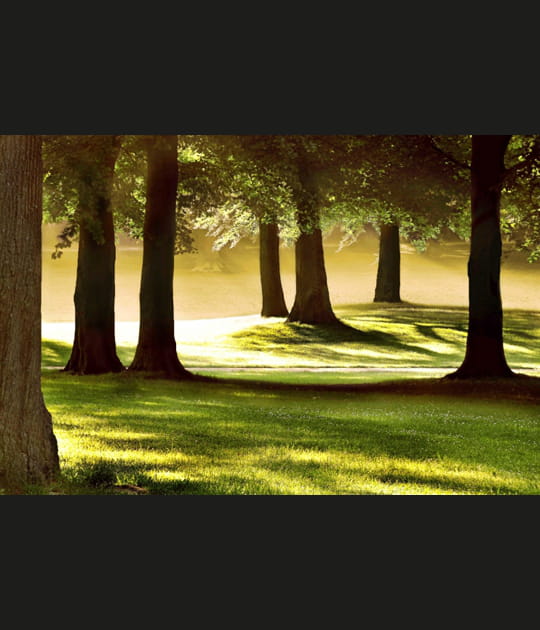 A l'ombre des arbres