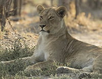 Le royaume sauvage : La mère des lions