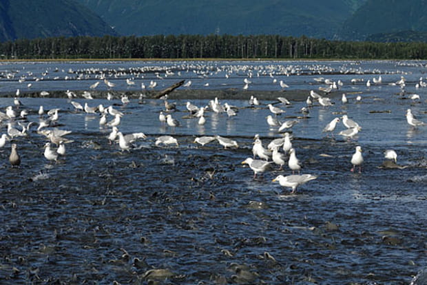 Le goéland pêche des saumons