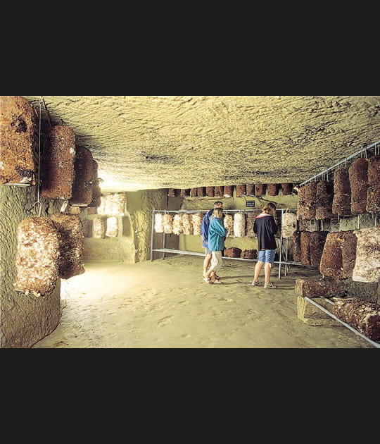 Salle de culture des Shii-Tak&eacute;