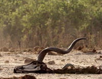Afrique : à la vie, à la mort : Des assassins glaçants