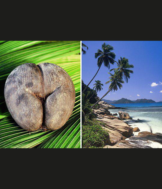 Cocofesse