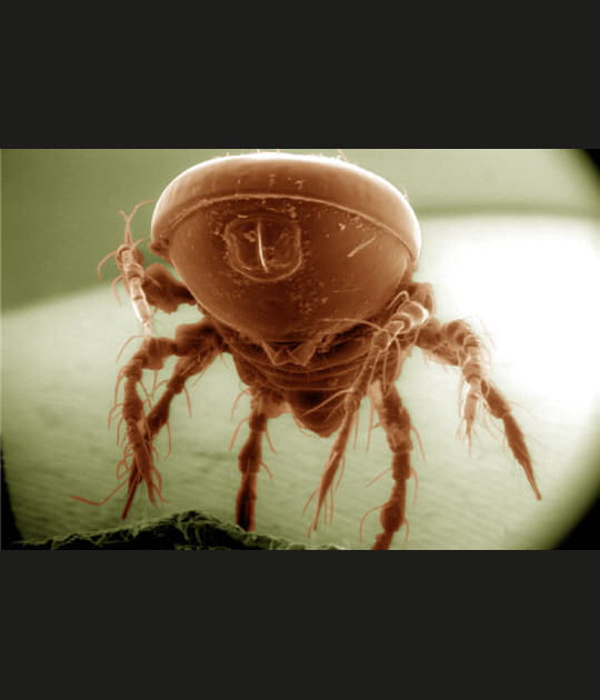 L'enfer des allergiques