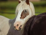 Au galop !