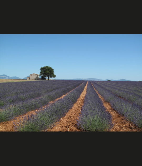Le plateau de Valensole