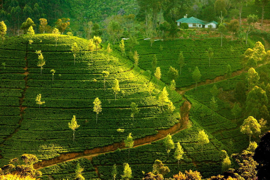 Les plantations de th&eacute;