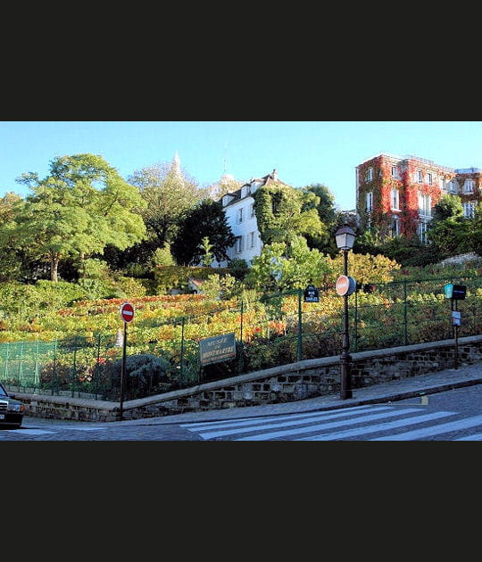 Les vignes de la Butte