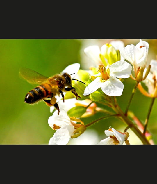 Abeille &agrave; l'approche