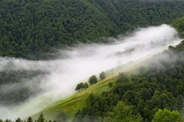 La forêt d'Iraty, Pays basque