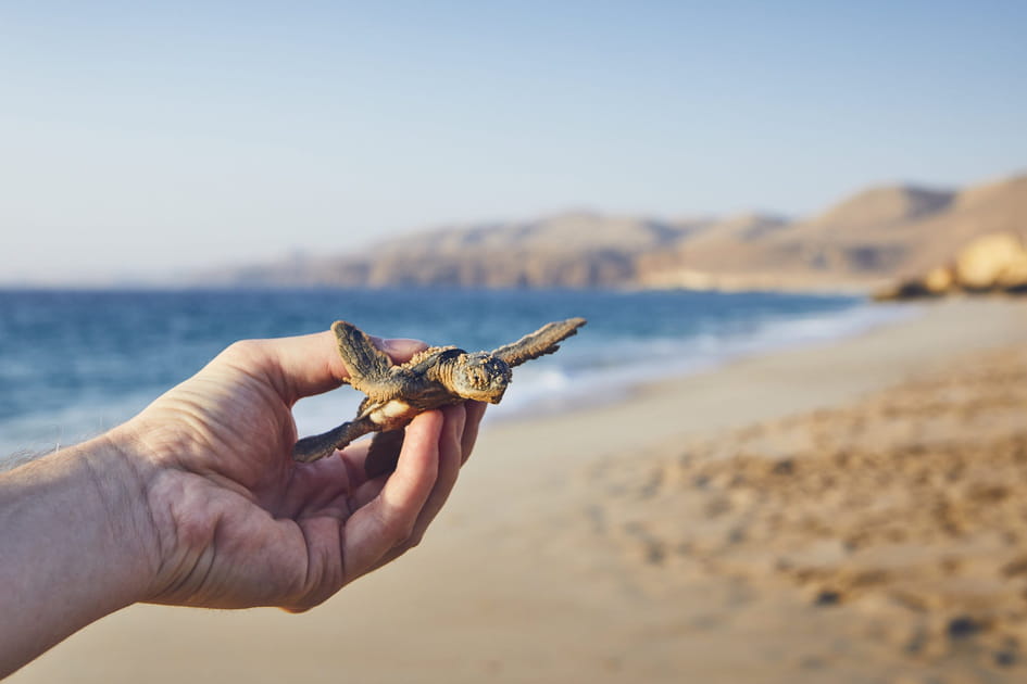 La r&eacute;serve naturelle de Ras al-Jinz