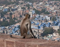 Inde : sanctuaire animal : Les chasseurs de tête du Nagaland