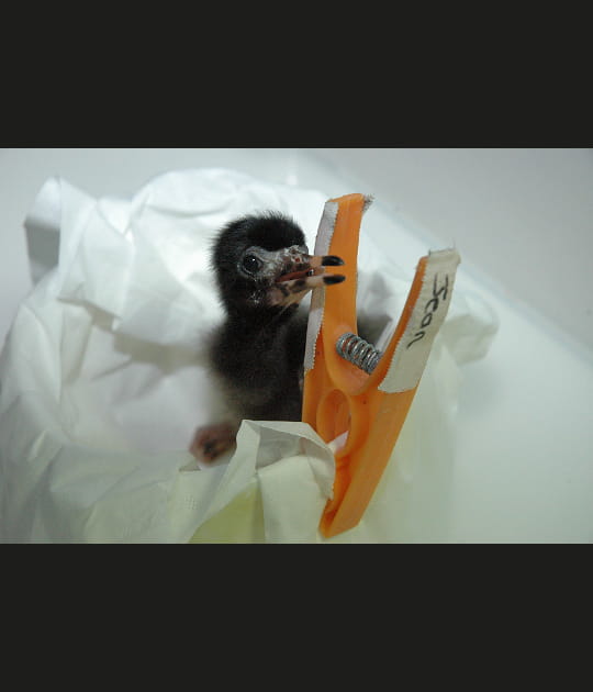 La bouille du petit ibis rouge