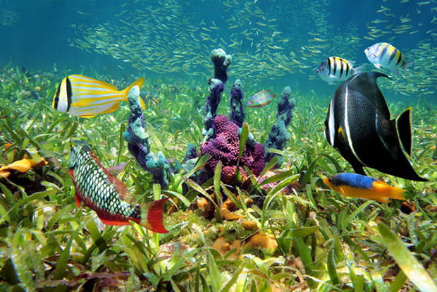 Un aquarium à portée de main