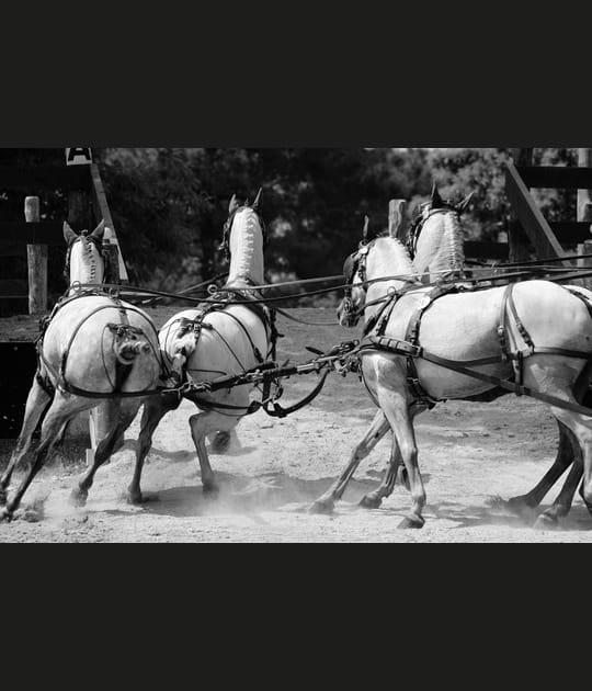 Concours d'attelage