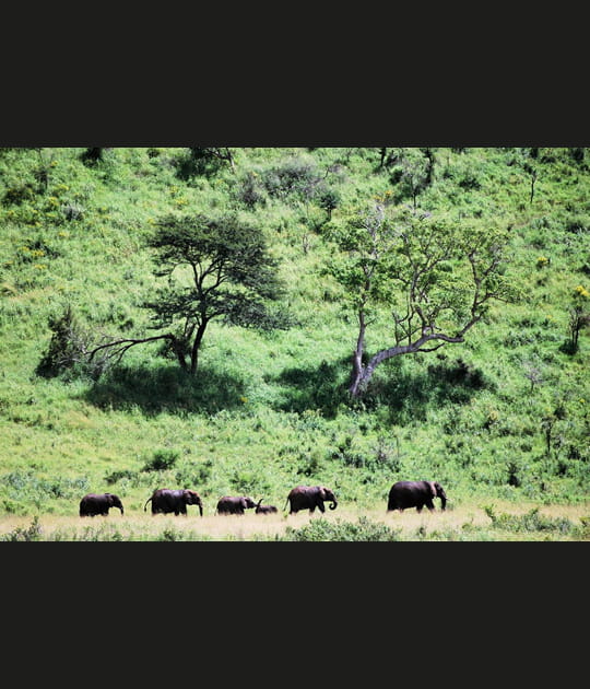 Le troupeau d'&eacute;l&eacute;phants