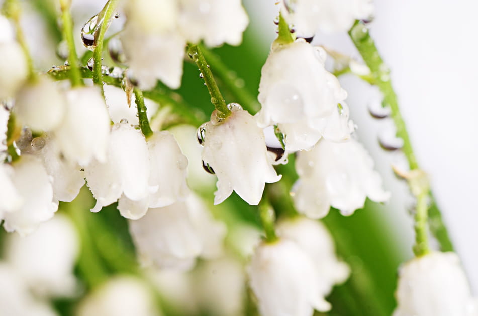 Les plus belles photos de muguet &agrave; envoyer &agrave; vos proches pour le 1er mai