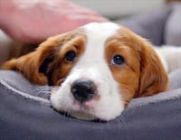 Une vie de chiot : Un nouveau foyer