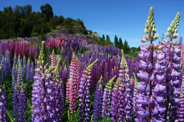 Lupins sur la route d'El Bolson