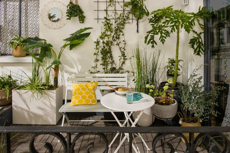 Accumulation de plantes pour une ambiance v&eacute;g&eacute;tale
