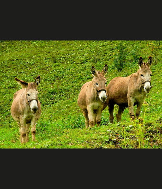 Les trois baudets