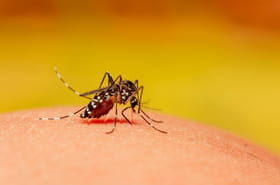 Chikungunya&nbsp;: trois fois plus de cas autochtones en un mois en m&eacute;tropole, l'&eacute;pid&eacute;mie n'est pas finie