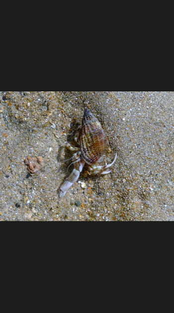 L'ermite bien nomm&eacute;