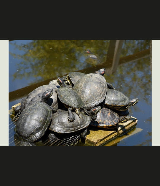 Radeau pour tortues