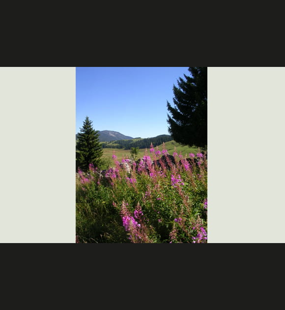 Paysage