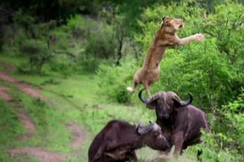 Un buffle envoie un lion à cinq mètres