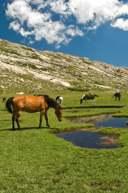 La Corse et ses chevaux sauvages