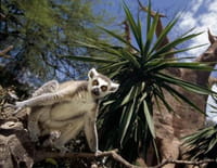 Animaux stars du zoo : Le bioparc de Fuengirola