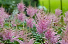 Ces fleurs fleurissent m&ecirc;me &agrave; l'ombre, vous pouvez les planter o&ugrave; vous voulez