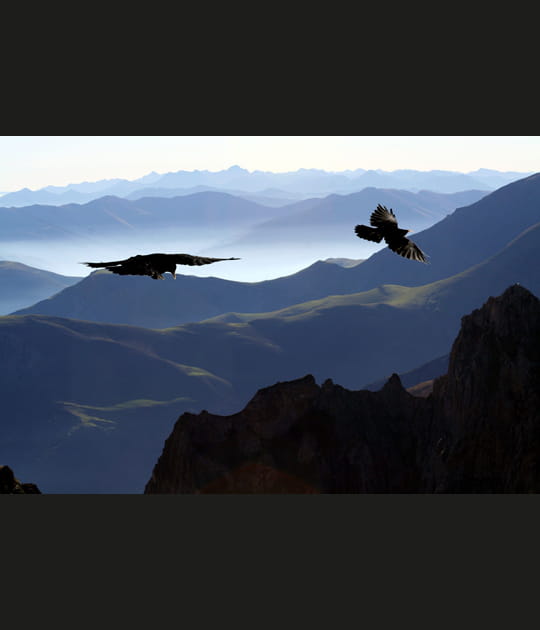 Choucas de montagne