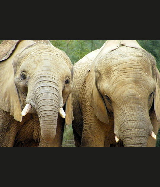 El&eacute;phants d'Afrique