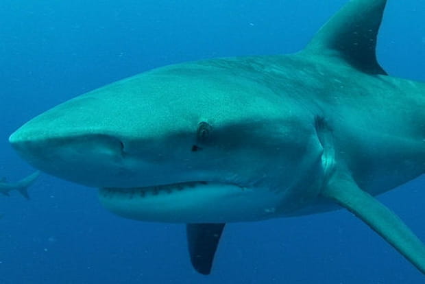 Moi moche et méchant ? Non !