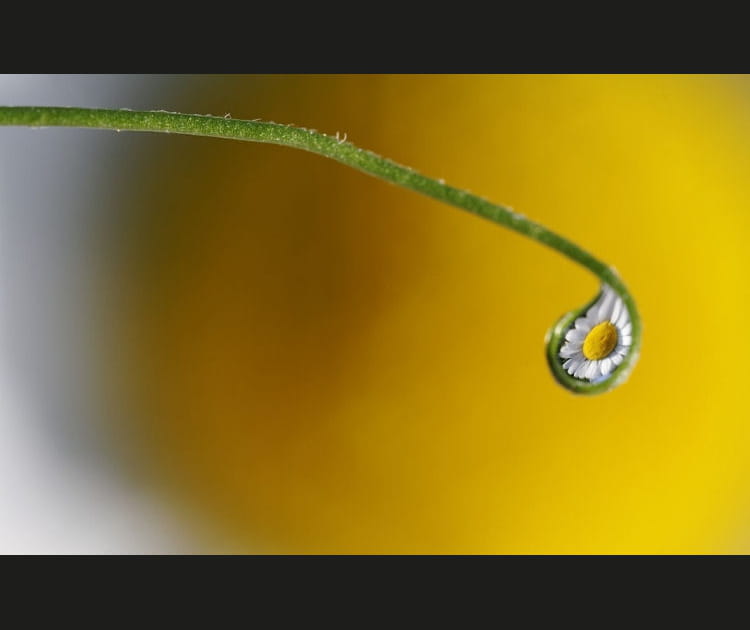 Goutte de marguerite