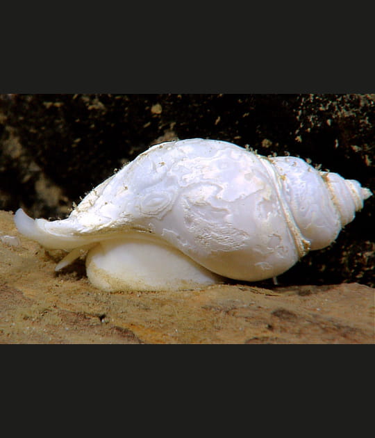Un escargot blanc immacul&eacute;