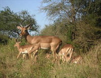 Un été austral dans la savane