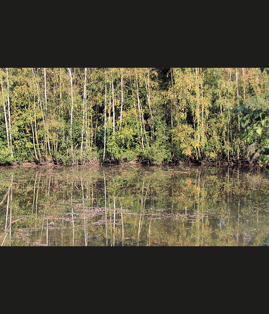 Reflets naturels