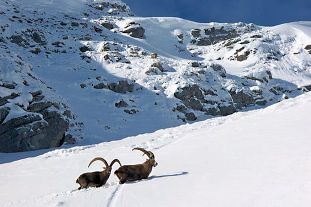 Bouquetins dans la neige