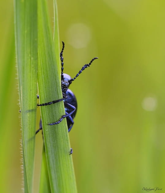 Le peuple de l'herbe