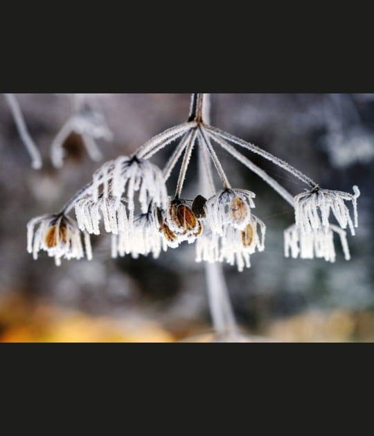 Un lustre de glace