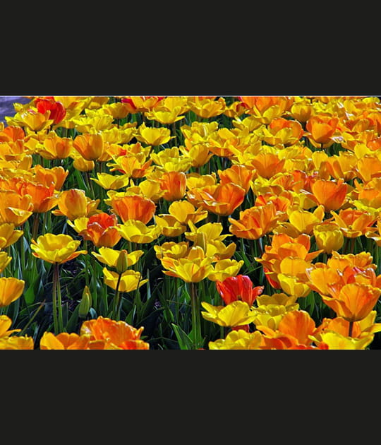 Tulipes