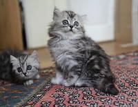 Une vie de chaton