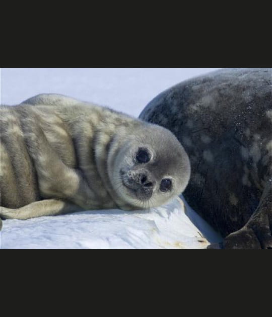 Trop mignon ce b&eacute;b&eacute; phoque