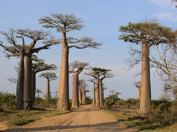 Une allée de baobabs