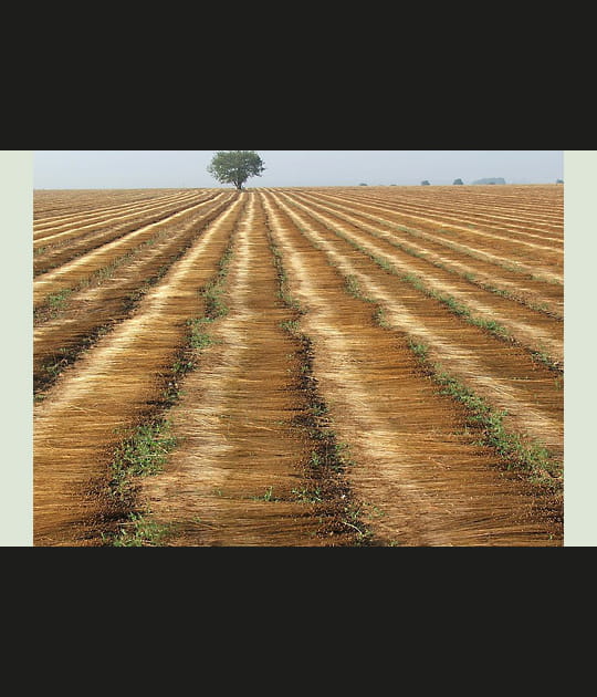 Champ de lin coup&eacute;