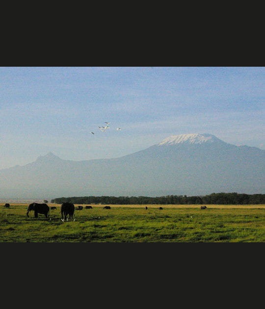 Le Kilimanjaro et les &eacute;l&eacute;phants