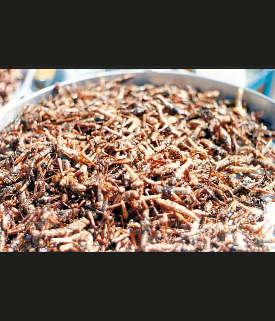 Sauterelles au caramel