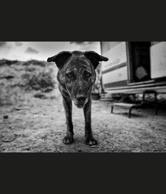 Animaux